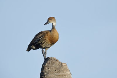 Low angle view of bird perching on rock against sky