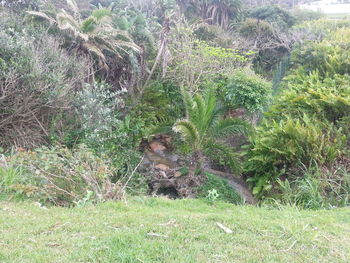 Plants growing on field