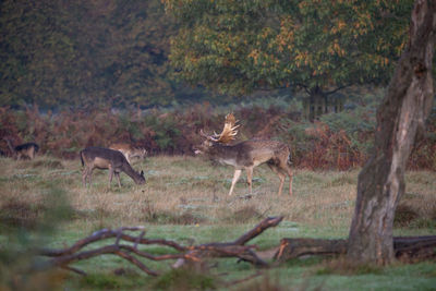 Deer standing in a forest
