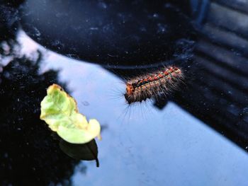 High angle view of insect on a water