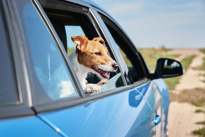 Dog in car