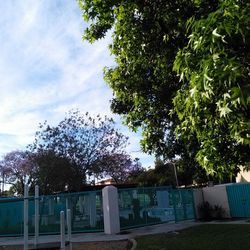 Trees against sky