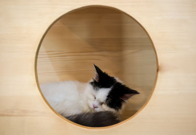 Close-up of cat seen through glass