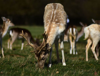 Deer grazing in a field