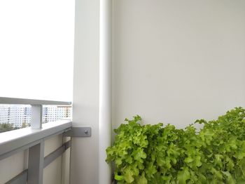 Close-up of potted plant against window