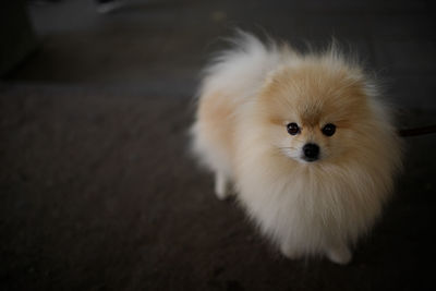 Close-up portrait of a dog