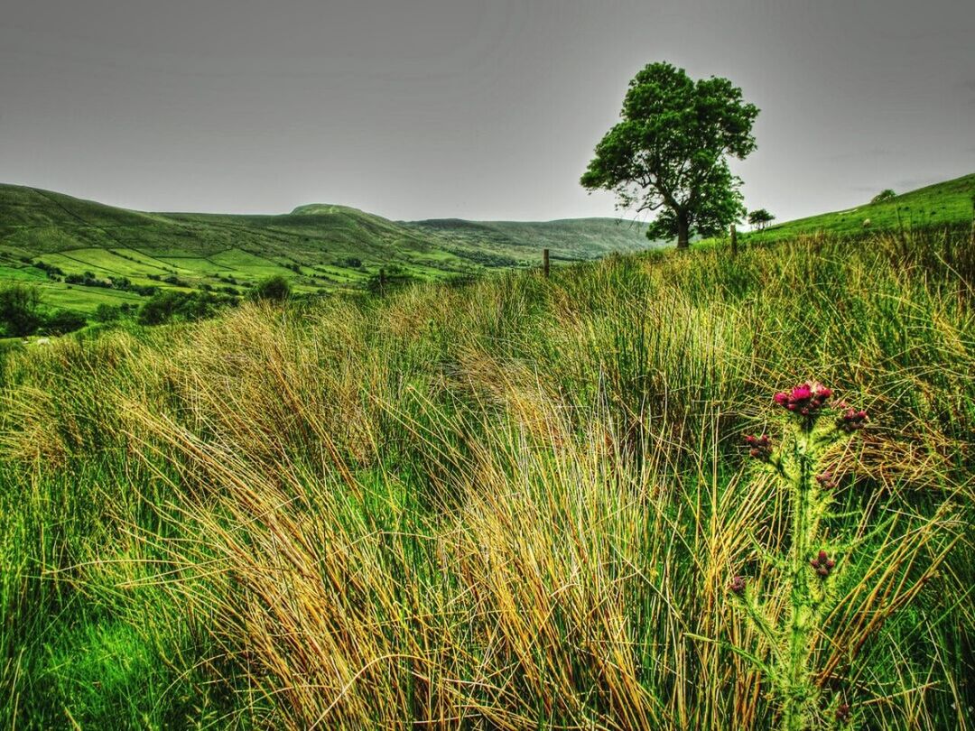 growth, clear sky, tranquil scene, tranquility, grass, landscape, field, plant, beauty in nature, nature, green color, scenics, tree, mountain, rural scene, green, non-urban scene, day, agriculture, sky