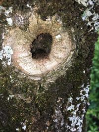 Close-up of tree trunk