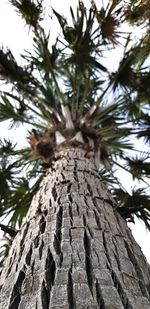 Low angle view of palm tree against sky