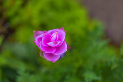 Close-up of pink flower