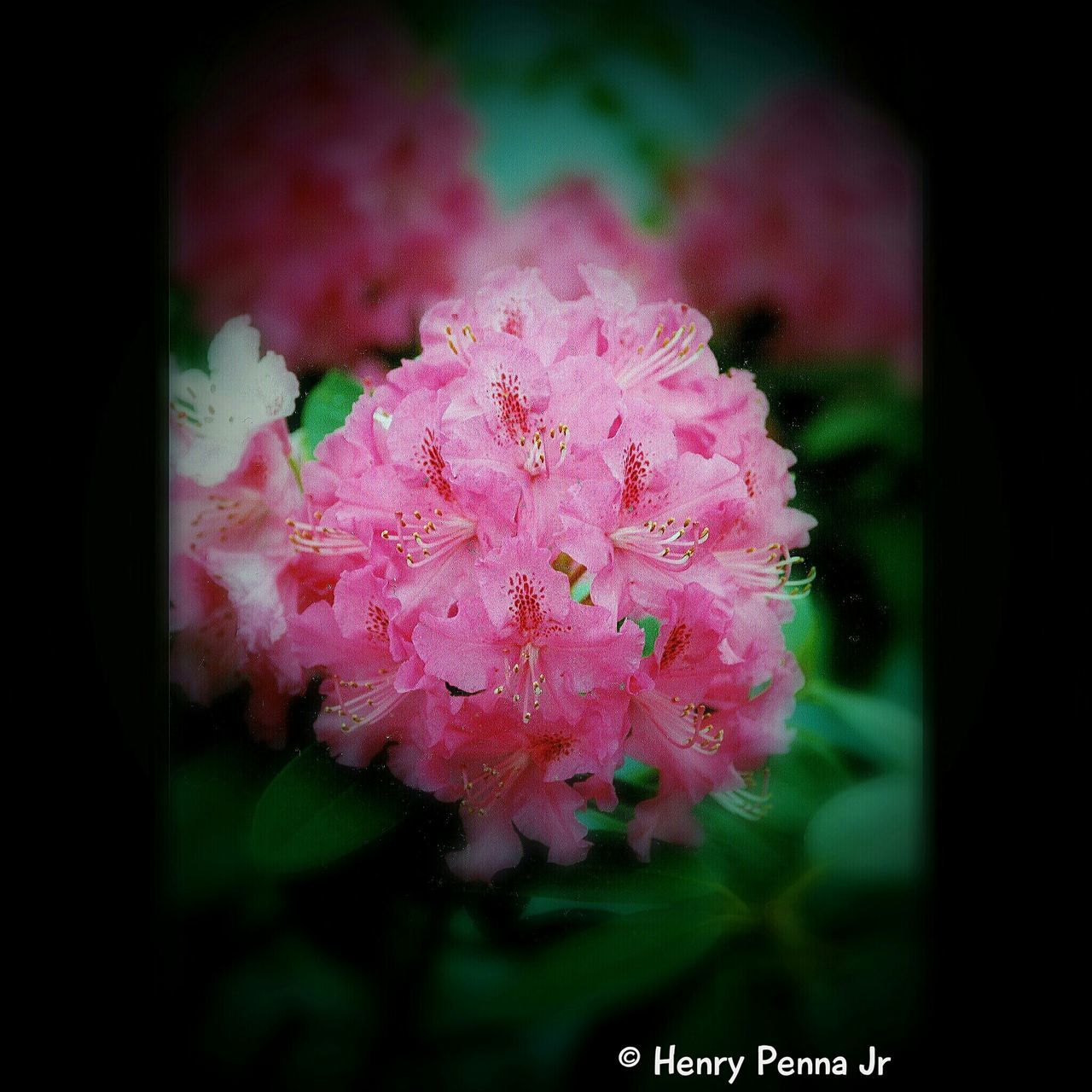 flower, pink color, freshness, fragility, growth, beauty in nature, petal, close-up, nature, flower head, blooming, pink, plant, focus on foreground, in bloom, selective focus, blossom, outdoors, auto post production filter, botany