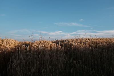 Scenic view of corn field against sky