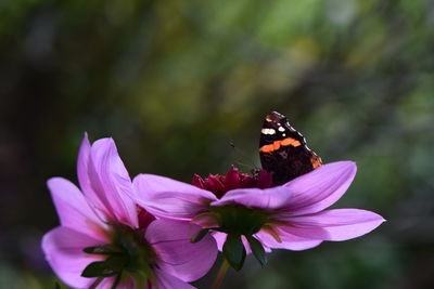 Butterfly on purple flower