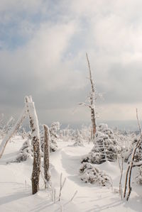 Snow covered field by trees against sky