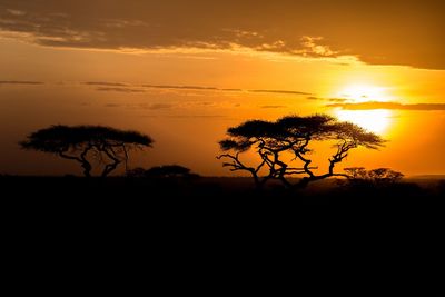 Silhouette trees on landscape against orange sky