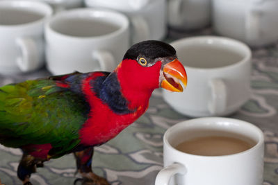 Close-up of black coffee cup