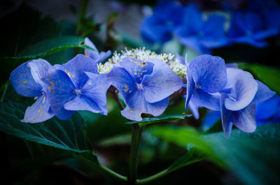 Close-up of purple flowers blooming outdoors