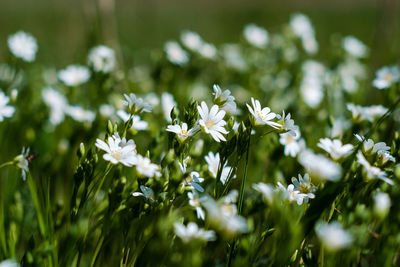 Close-up of white flowering plants on field