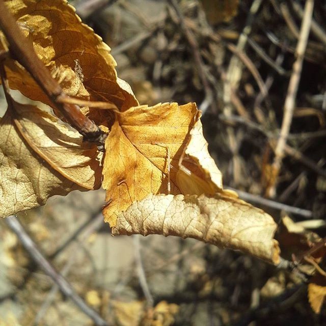 CLOSE-UP OF DRY LEAF