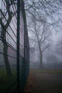 View of bare trees in foggy weather