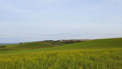 Scenic view of agricultural field against sky