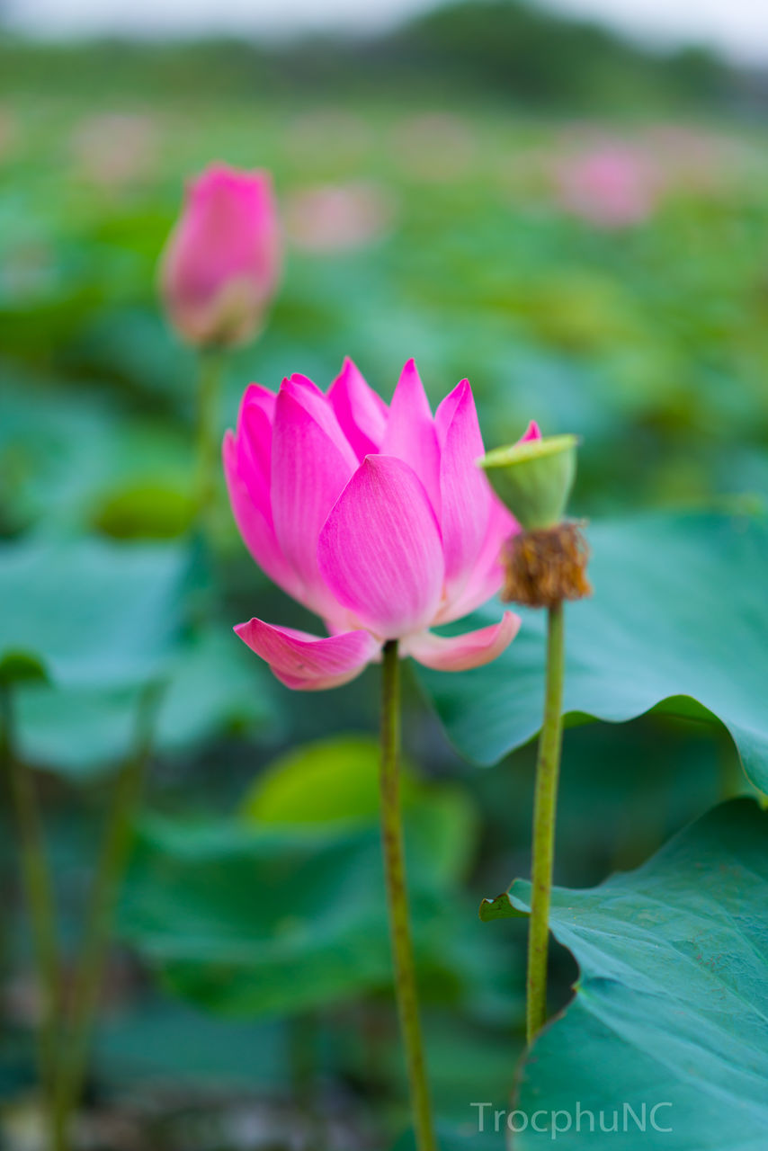 CLOSE-UP OF LOTUS WATER LILY