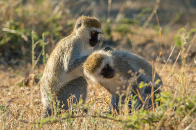 Vervet monkey sits grooming another on savannah
