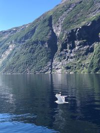 Birds in a lake