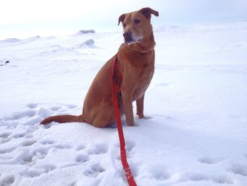 Dog in a snow