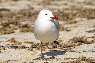 Close-up of seagull perching on land