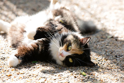 Close up of cat lying on ground
