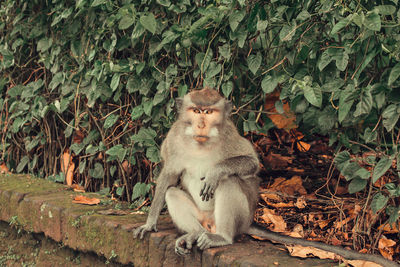 Monkey sitting on a tree