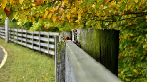 Wooden fence