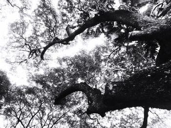 Low angle view of trees in forest