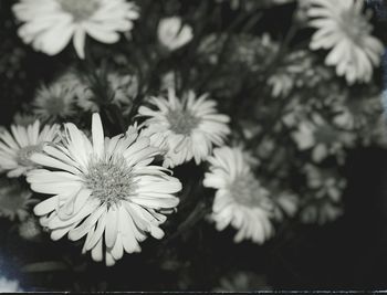Close-up of flowers blooming outdoors