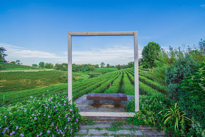 Scenic view of field against clear sky