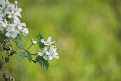Close-up of white flowering plant 