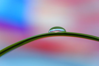 Close-up of water drop on leaf against pink background