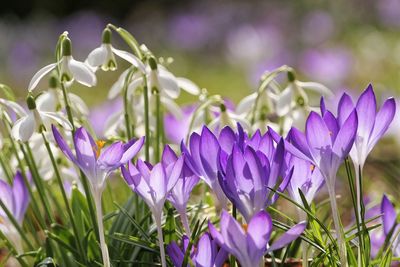 Close-up of purple crocus blooming outdoors