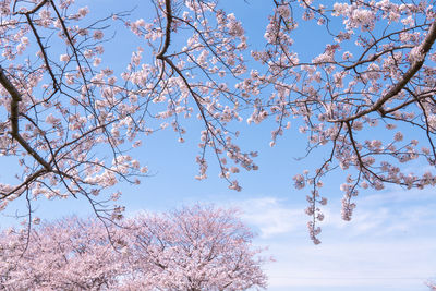 Low angle view of cherry blossom tree