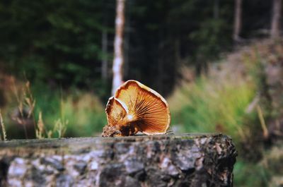 Close-up of mushroom growing on rock