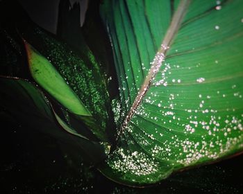 Close-up of raindrops on leaves