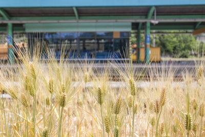 Close-up of stalks in field