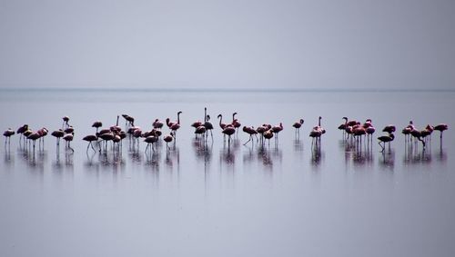 Flock of flamingoes at lake natron