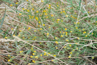 Full frame shot of plants on field