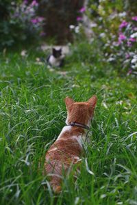 Dog on field