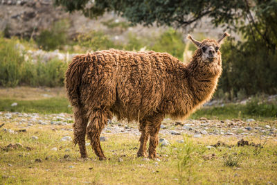 Portrait of llama standing on field
