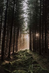 Trees growing in forest
