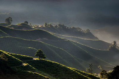 Scenic view of tea plantations on mountains