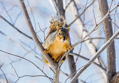 Low angle view of squirrel on tree